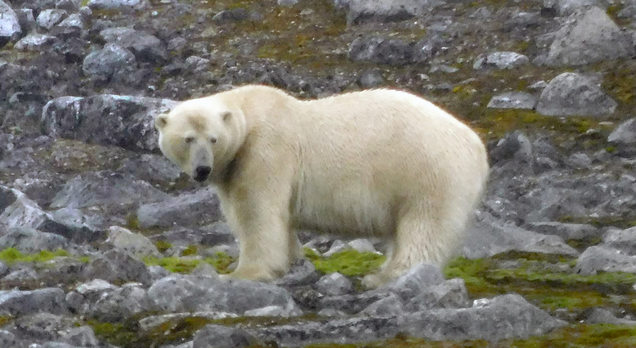 The documentary captures polar bears, Arctic terns, seals and more.